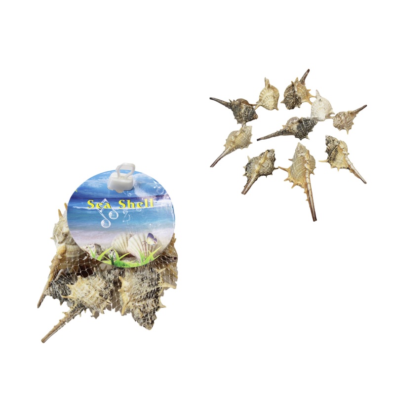 10 Piece Seashells Beach Fish Tank Display Assorted Seashells 4531 (Parcel Rate)p